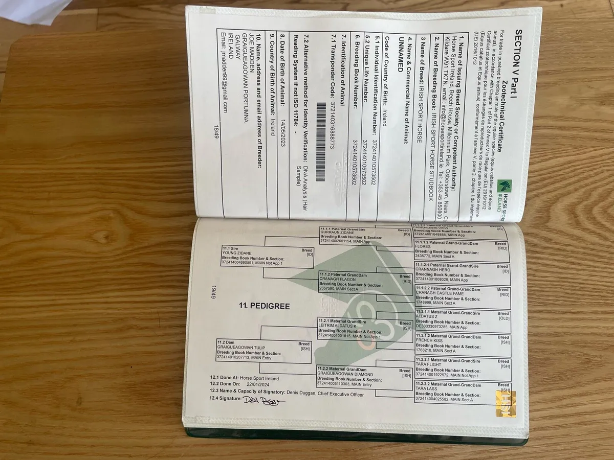 3 years old gelding and 8 years old mare for sale - Image 4