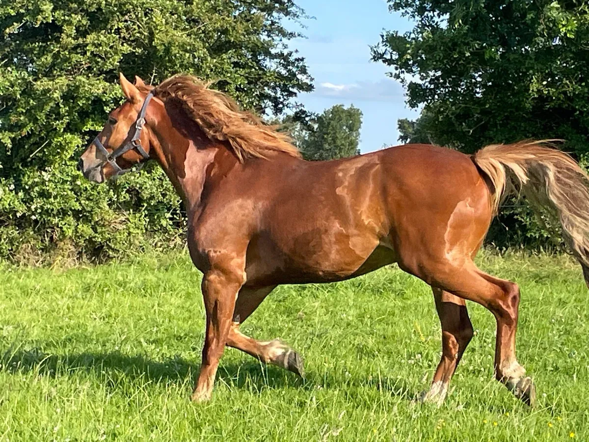 3 years old gelding and 8 years old mare for sale - Image 1