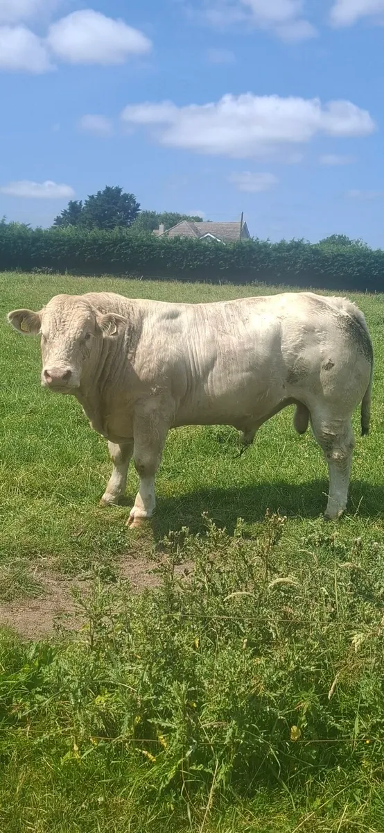 PBR Charolais Bull - Image 3