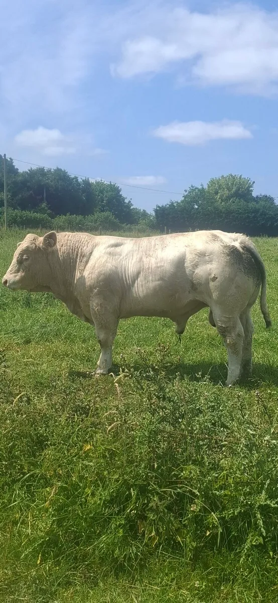 PBR Charolais Bull - Image 4