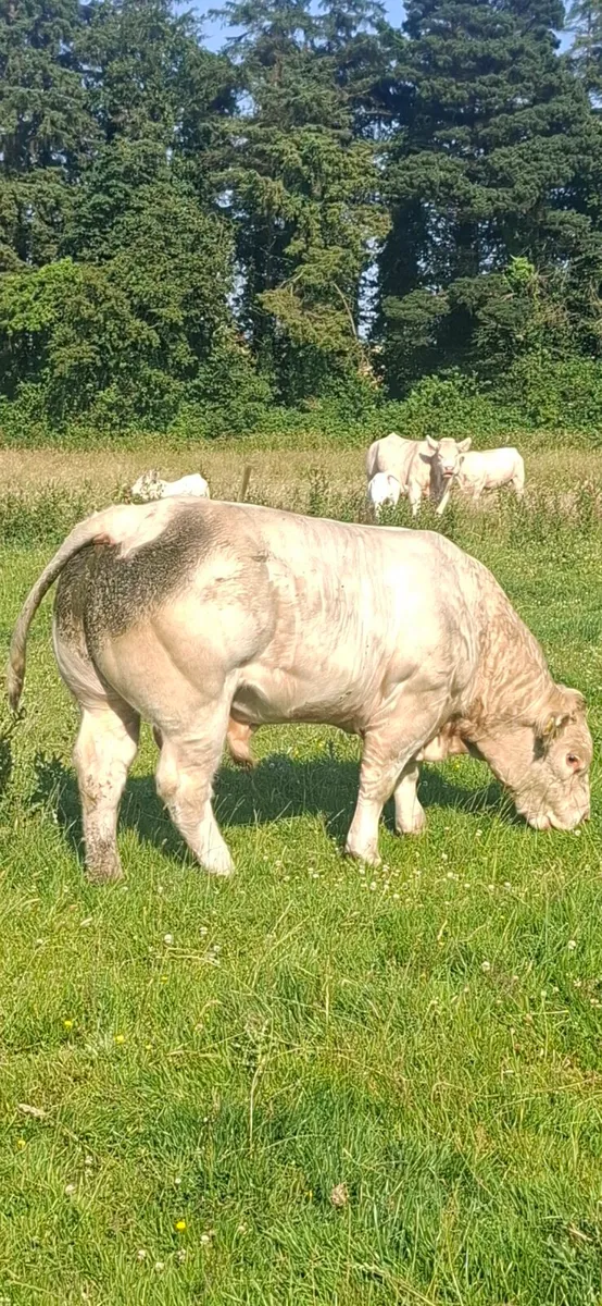 PBR Charolais Bull - Image 1
