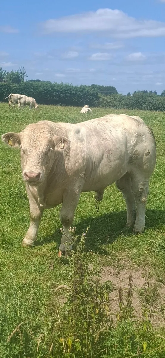 PBR Charolais Bull - Image 2
