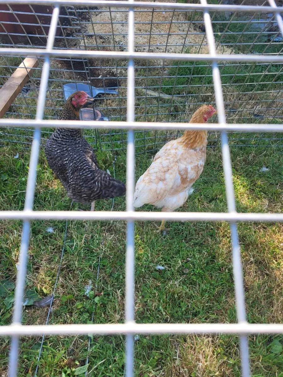 Point of laying Hens.  An silkie chicks - Image 2