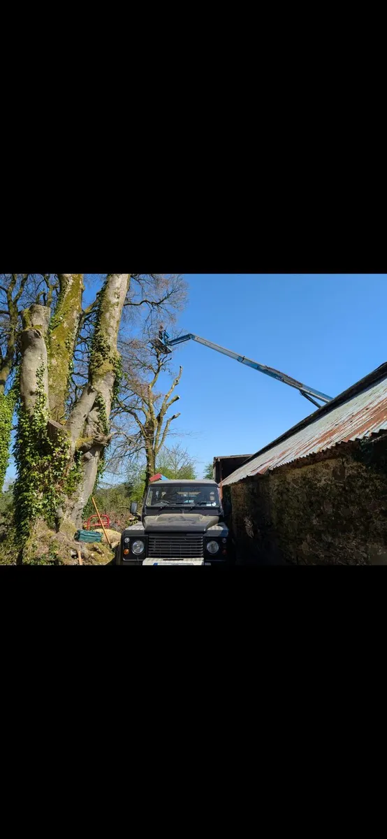 Tree care - Image 4