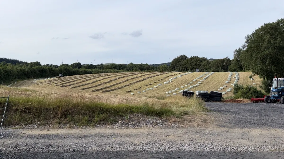 HAY AND HAYLAGE - Image 4