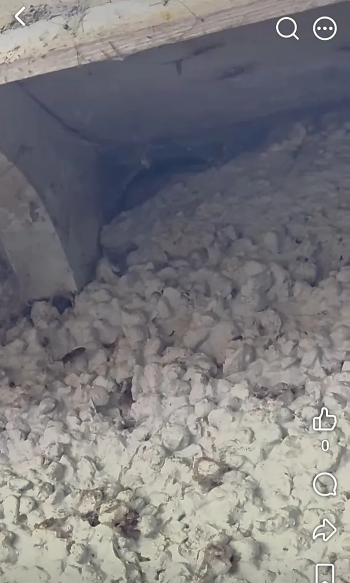 Wasp Control. - Image 4