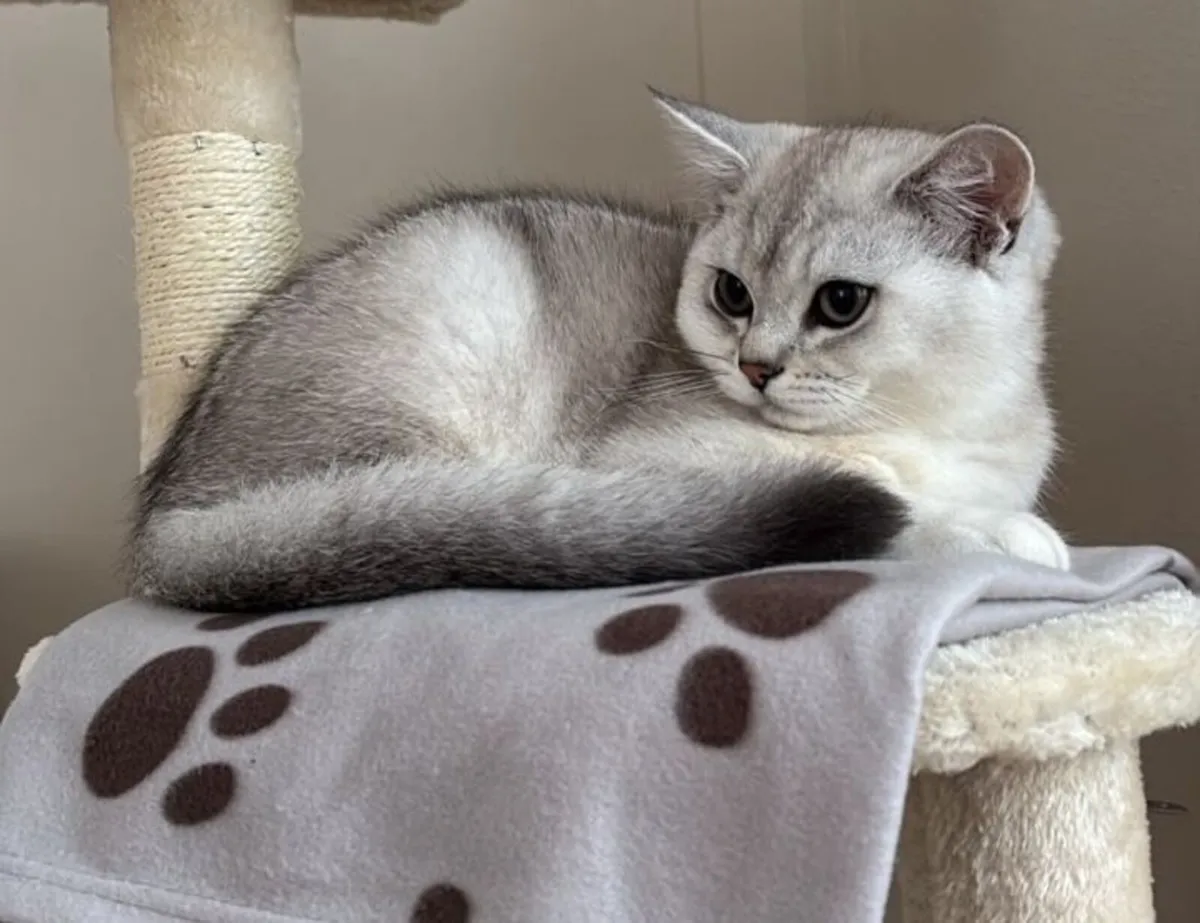 British shorthair kittens silver /  lilac silver - Image 1
