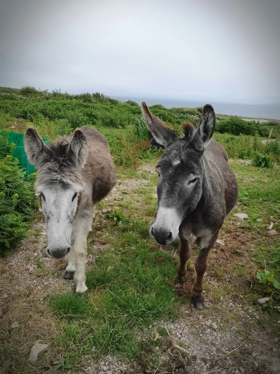 Donkeys