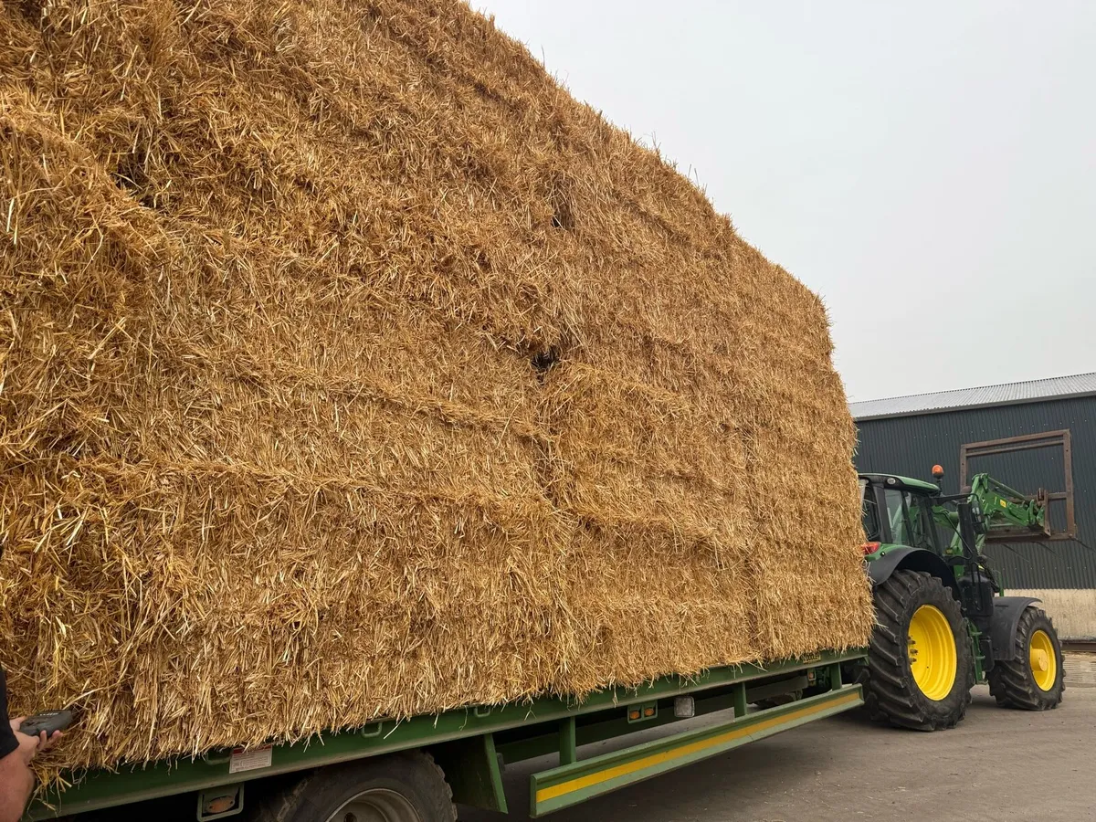 Barley wheat and oaten straw - Image 2