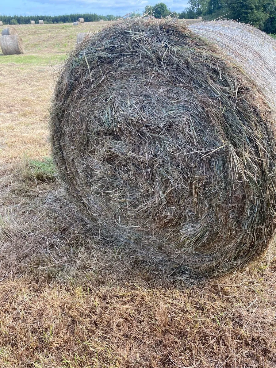 Hay - Image 2