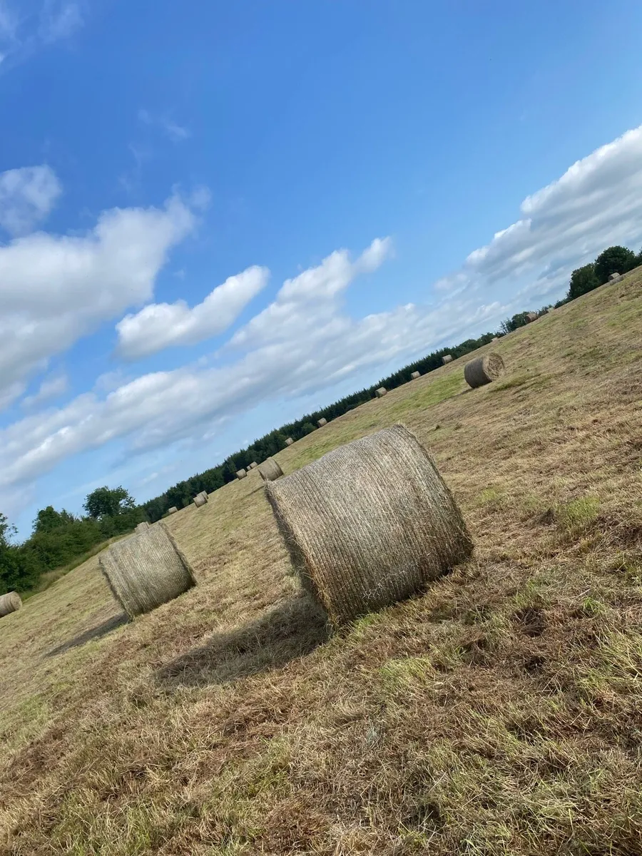 Hay - Image 3