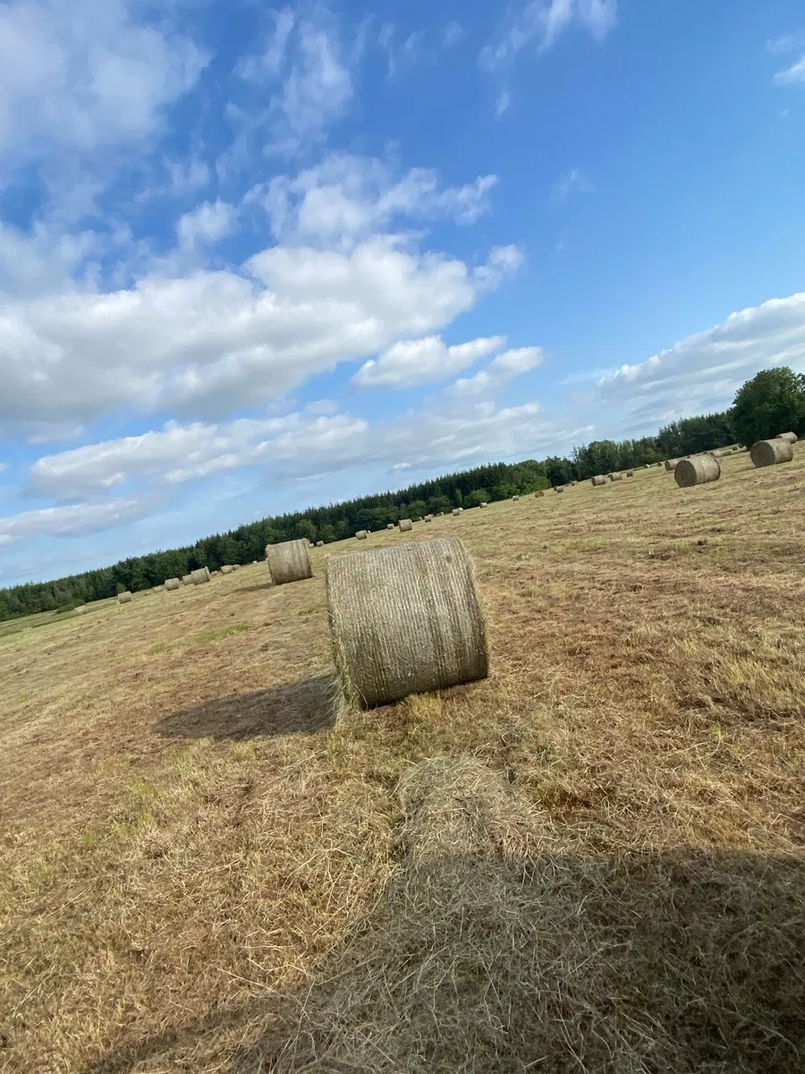 Hay - Image 1