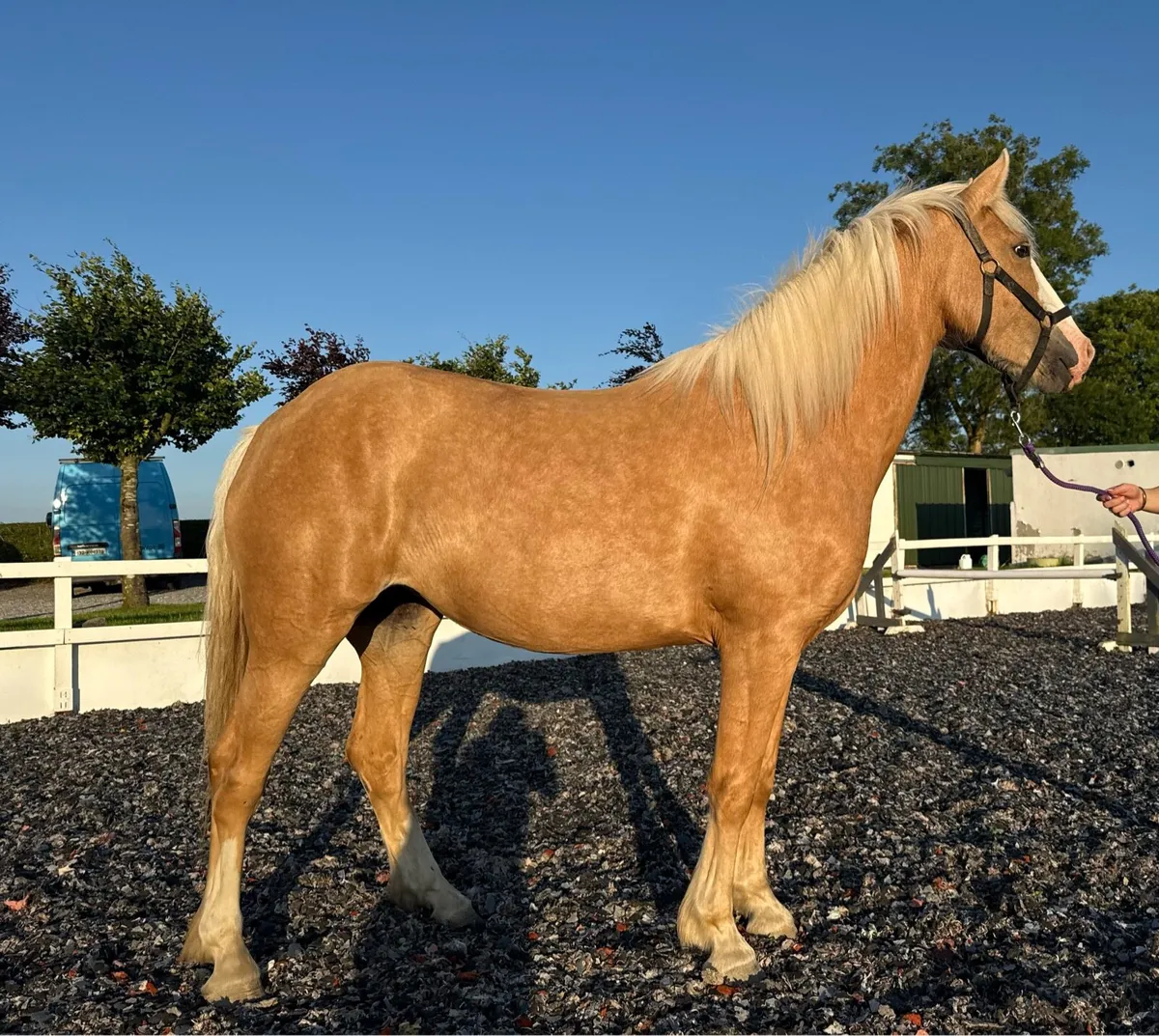 Stunning 4yo palomino filly - Image 1