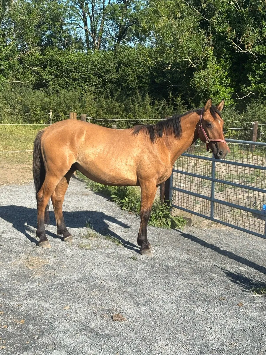 2yo Dun Gelding - Image 2