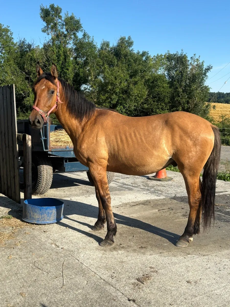 2yo Dun Gelding - Image 1