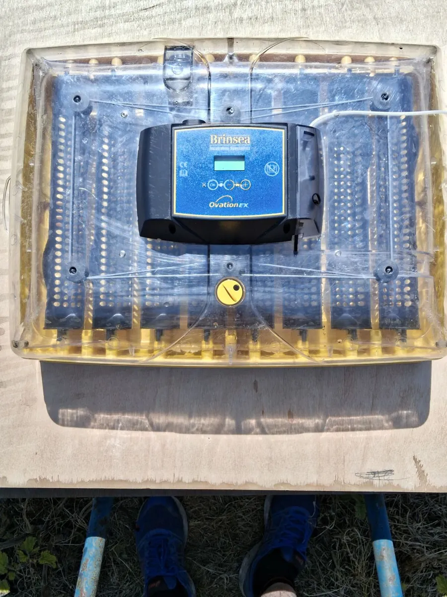 Egg Incubator - Image 2