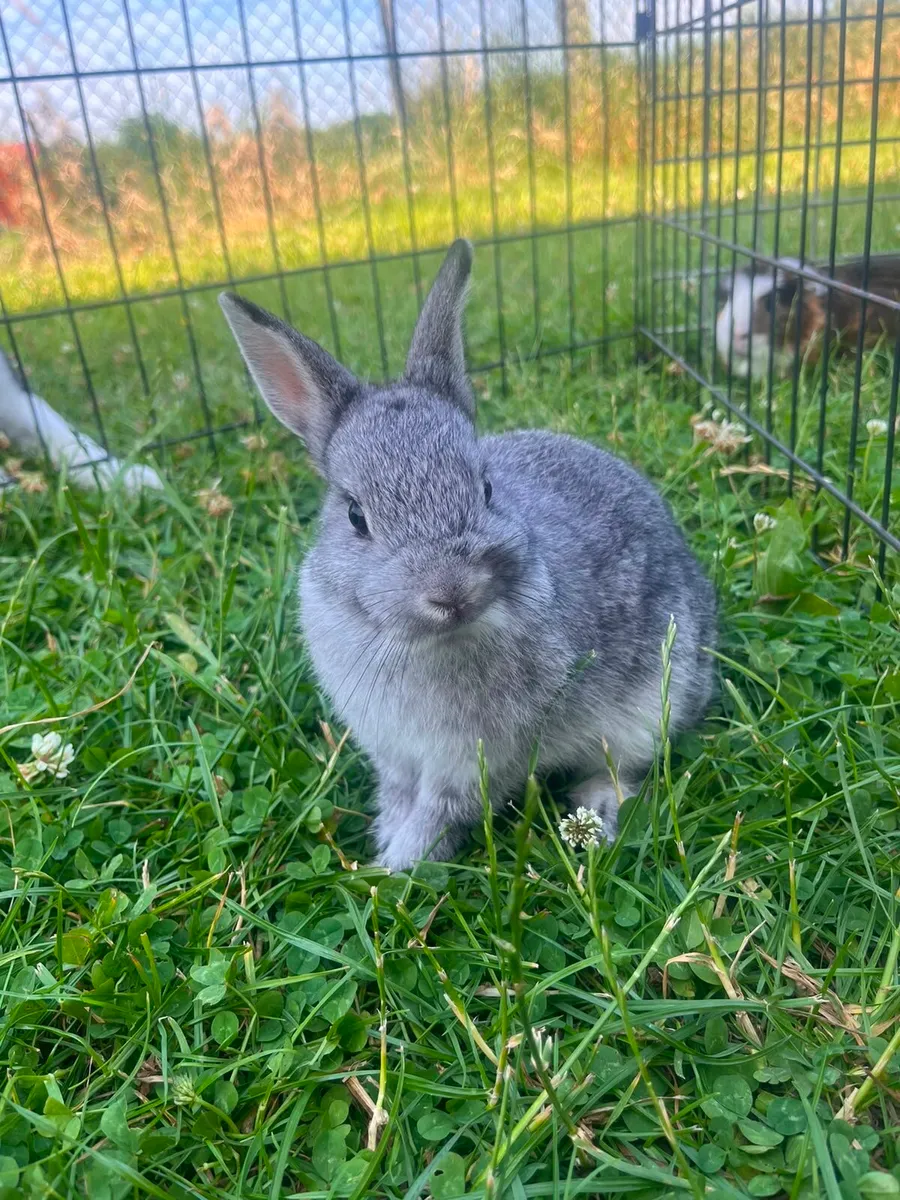 Dwarf Bunnies - Image 1