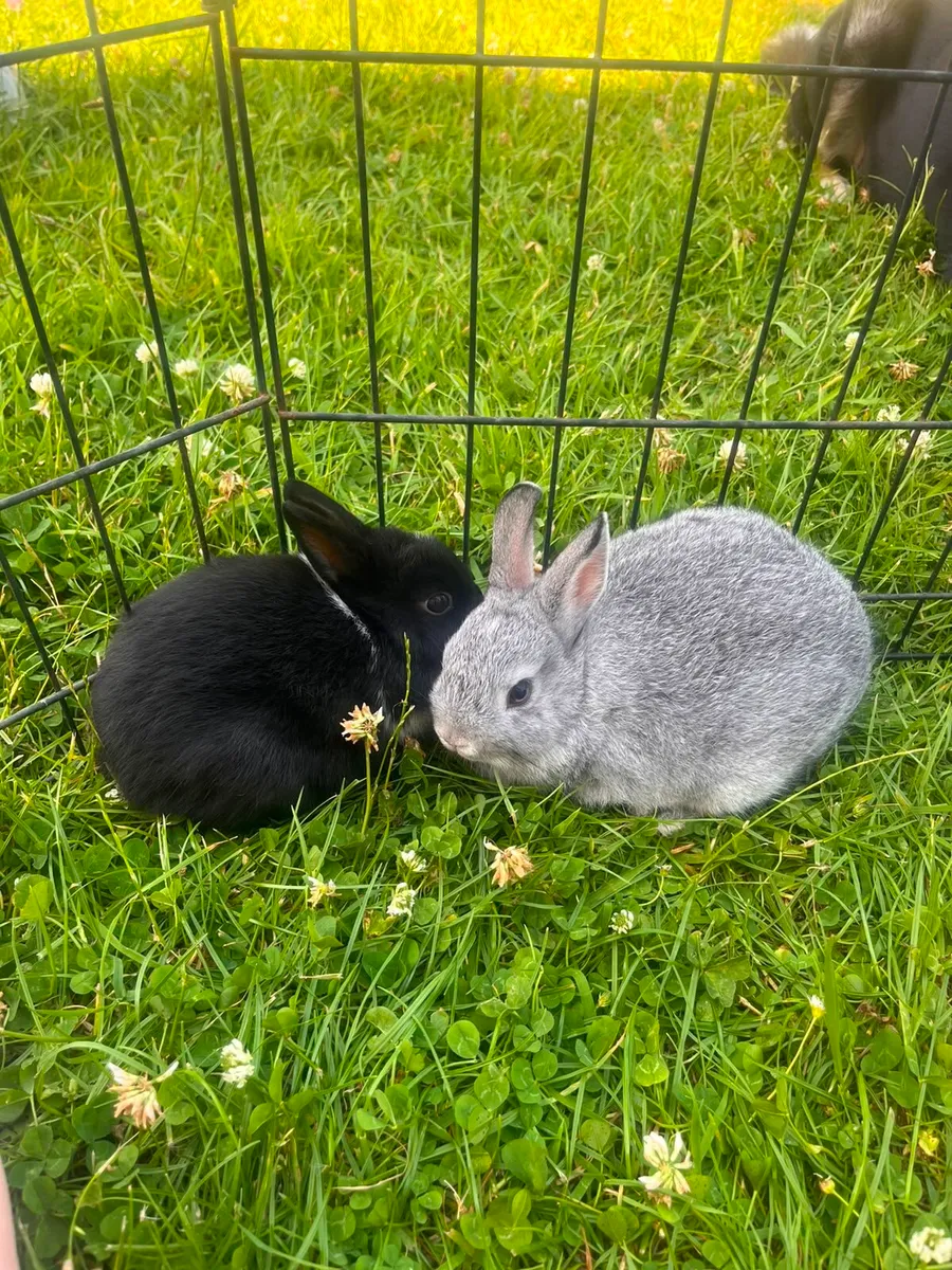 Dwarf Bunnies - Image 2