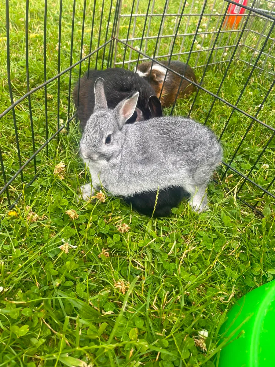 Dwarf Bunnies - Image 3
