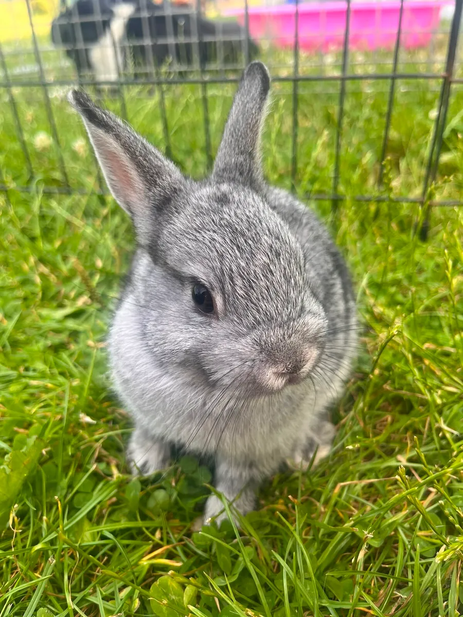 Dwarf Bunnies - Image 4