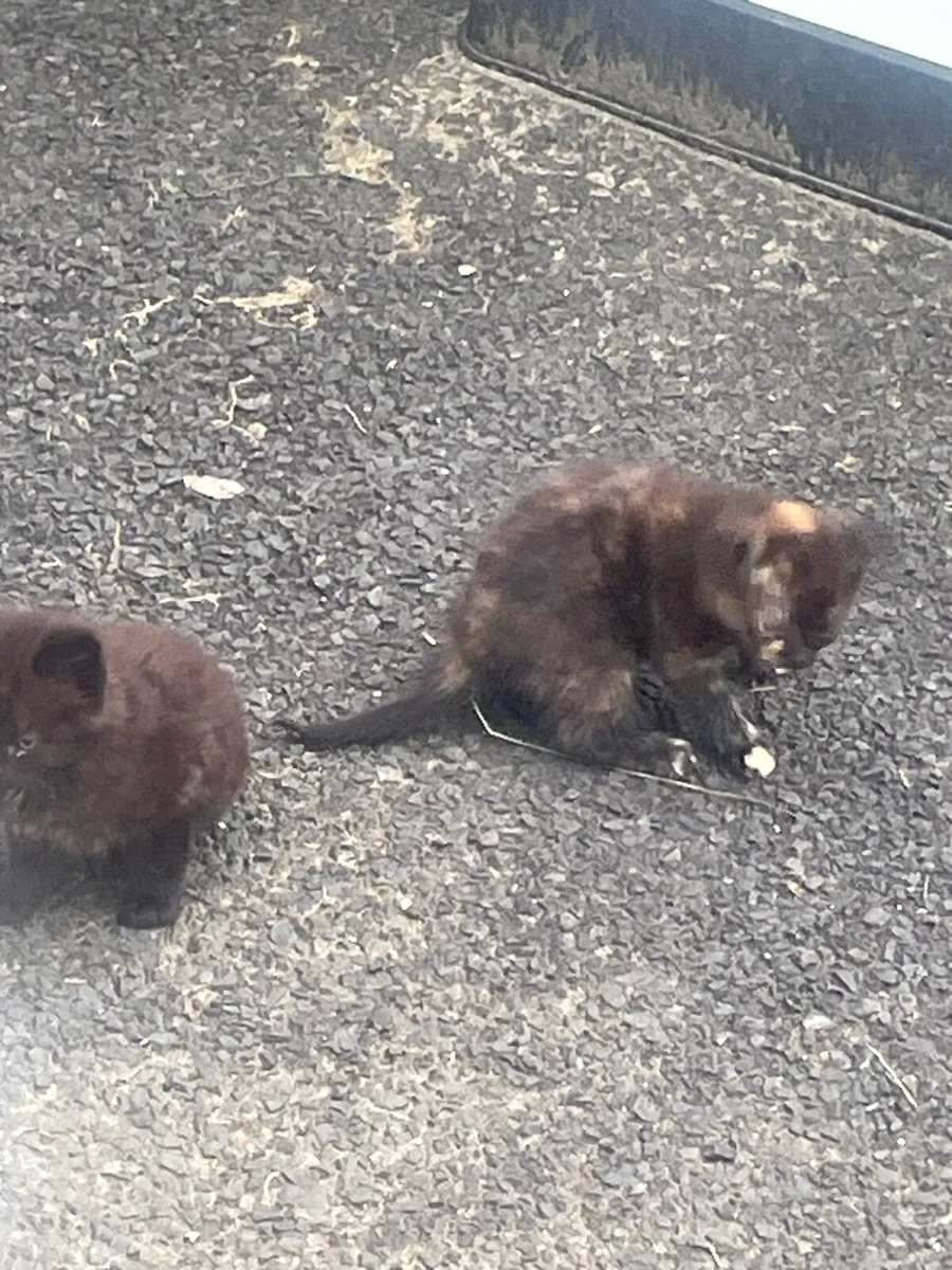 Kittens - Image 2