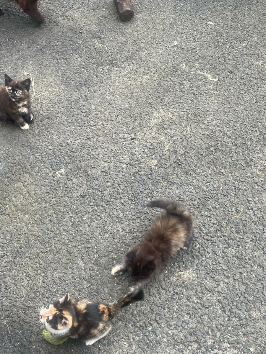 Kittens - Image 3