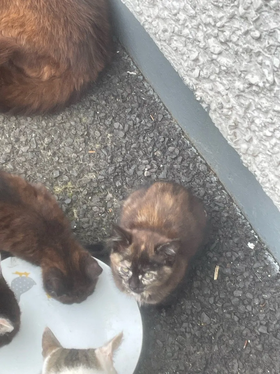 Kittens - Image 4