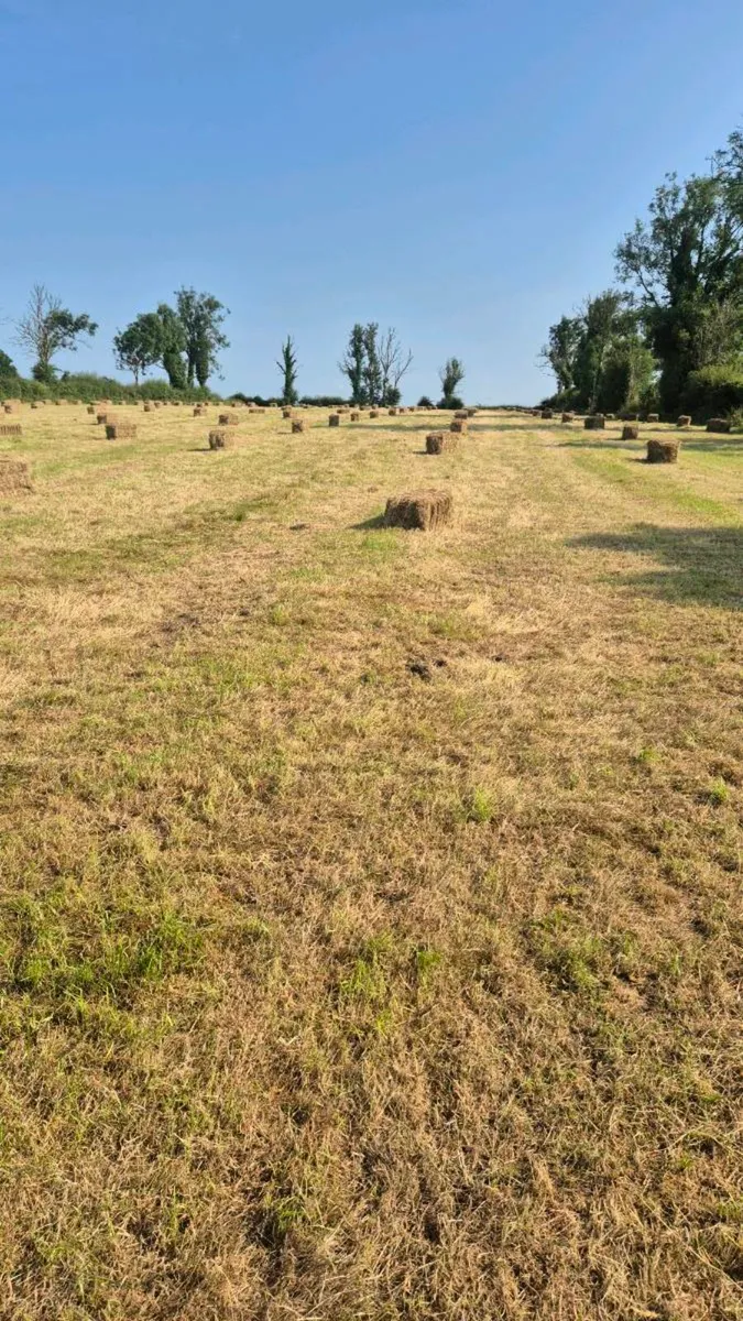Square bales of hay - Image 2