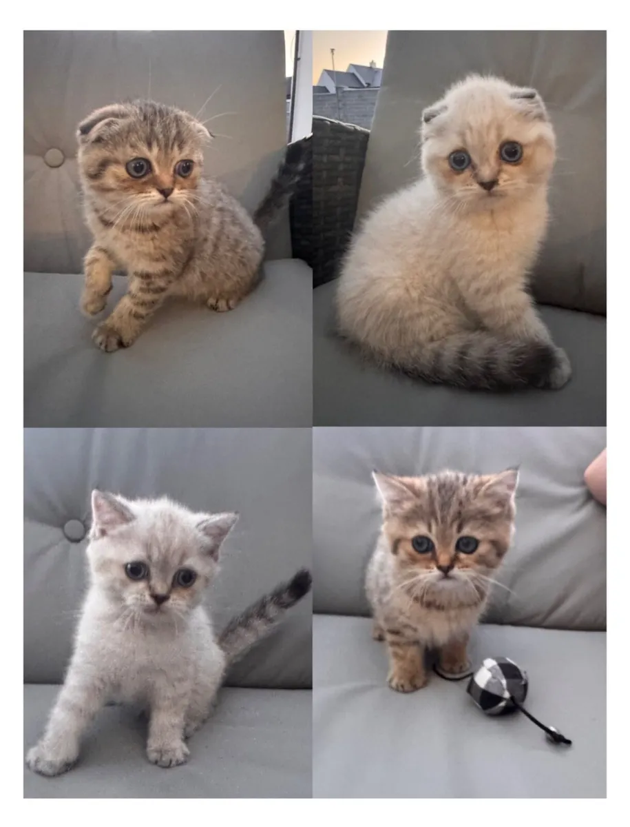 Kittens - Image 1