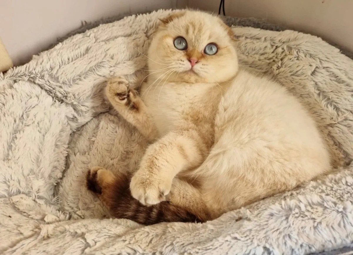 Kittens - Image 2