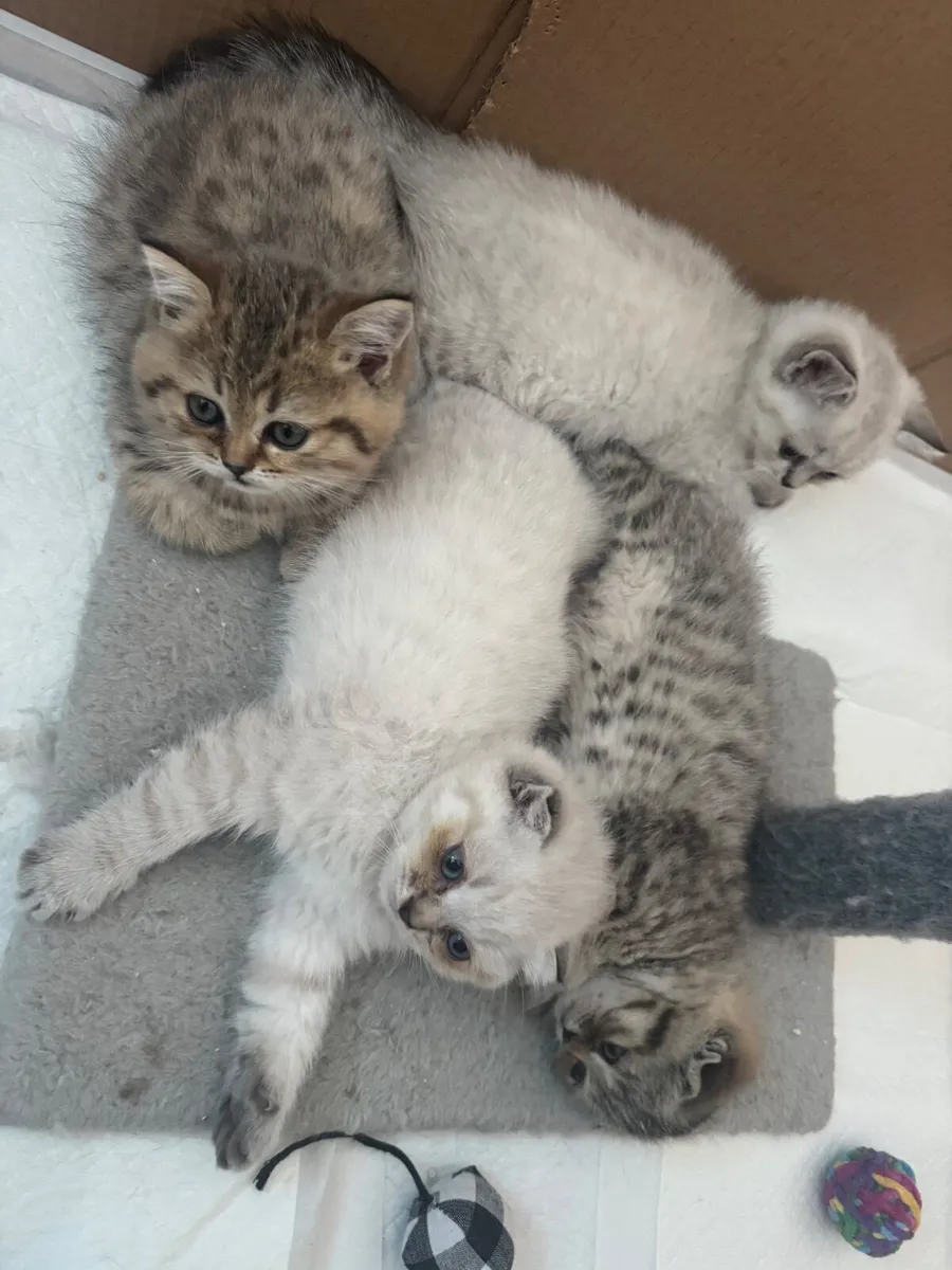 Beautiful Scottish straight  kittens - Image 4