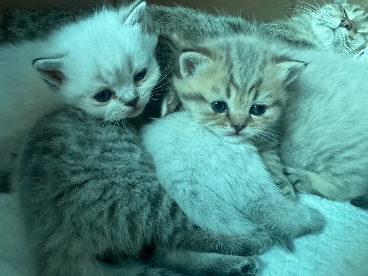 Kittens - Image 3