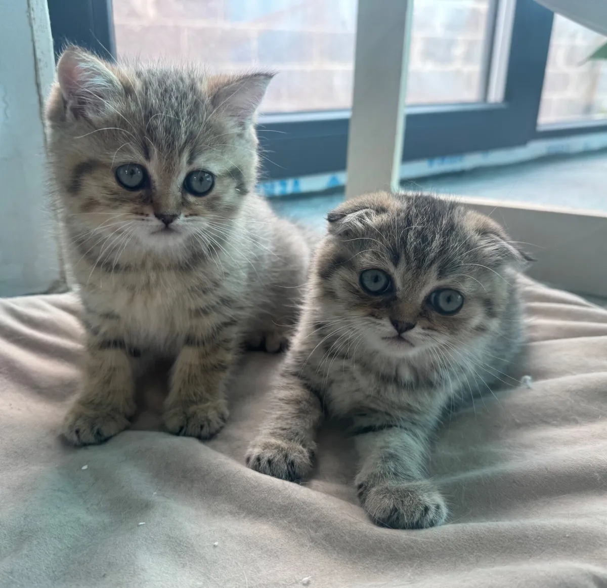 Kittens - Image 4