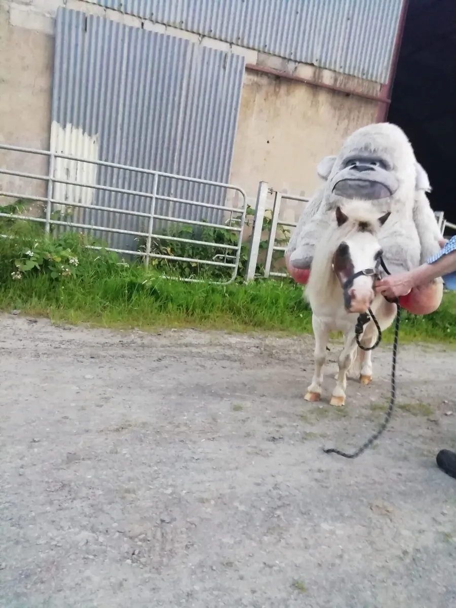 Lead rein pony
