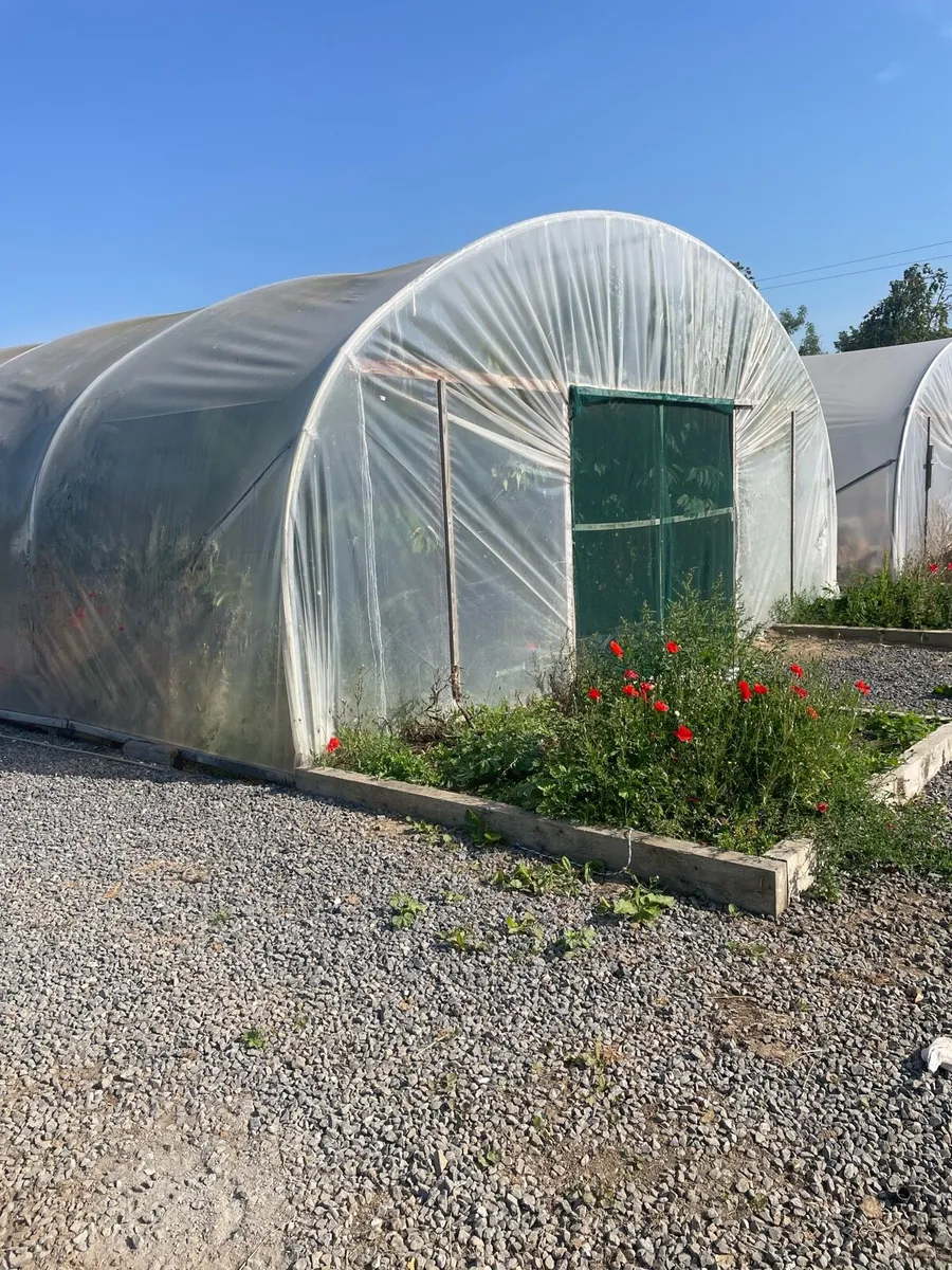Polytunnel - Image 1