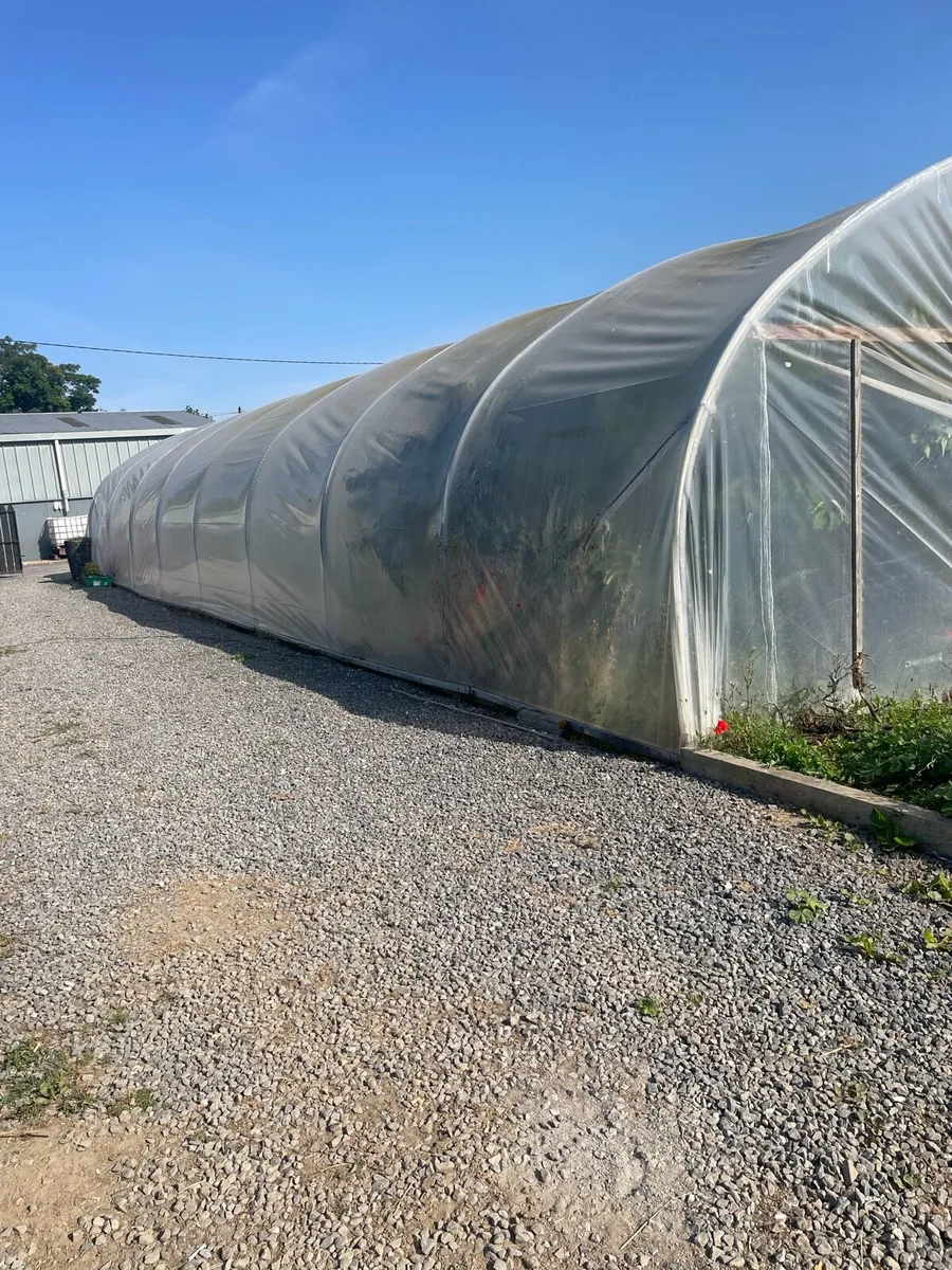 Polytunnel - Image 2