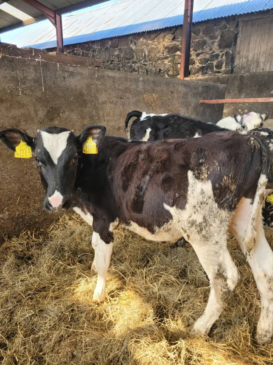 2 fresian bull calves - Image 1