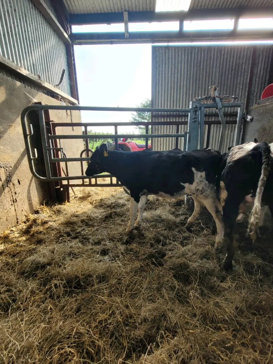 2 fresian bull calves - Image 3