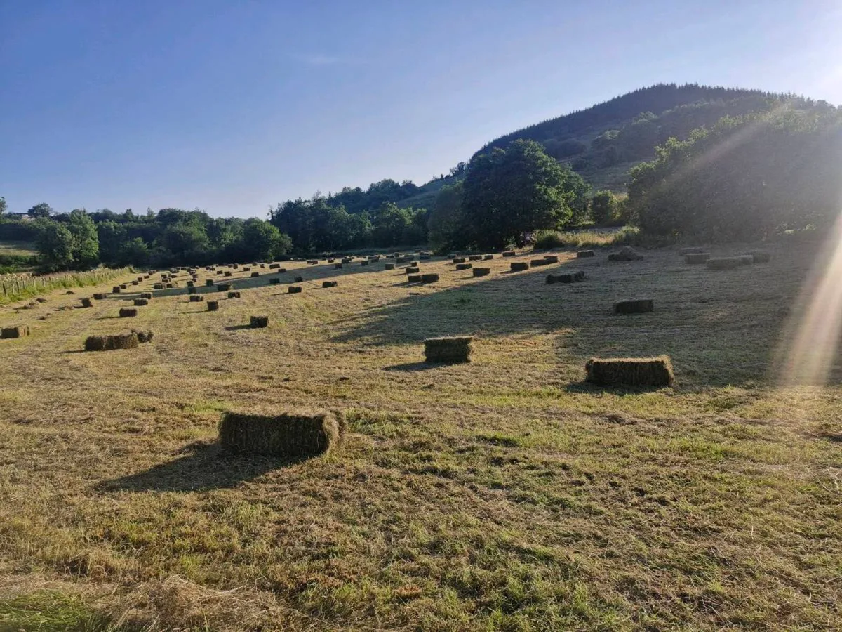 Square hay bales