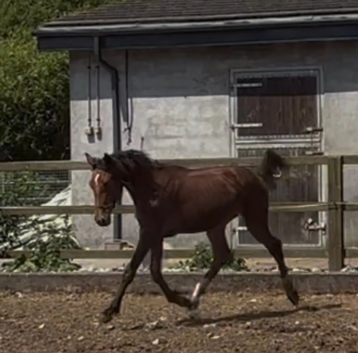 Lansdowne X Numero Uno colt - Image 1
