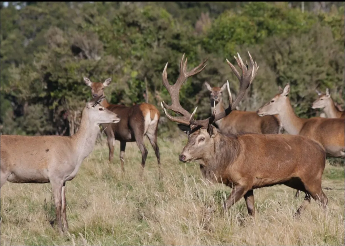 Free Deer, Fox and birds in shed control - Image 2