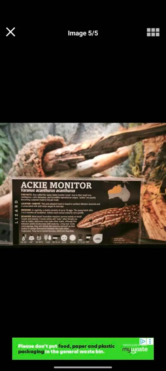 Baby high yellow ackie monitors - Image 3