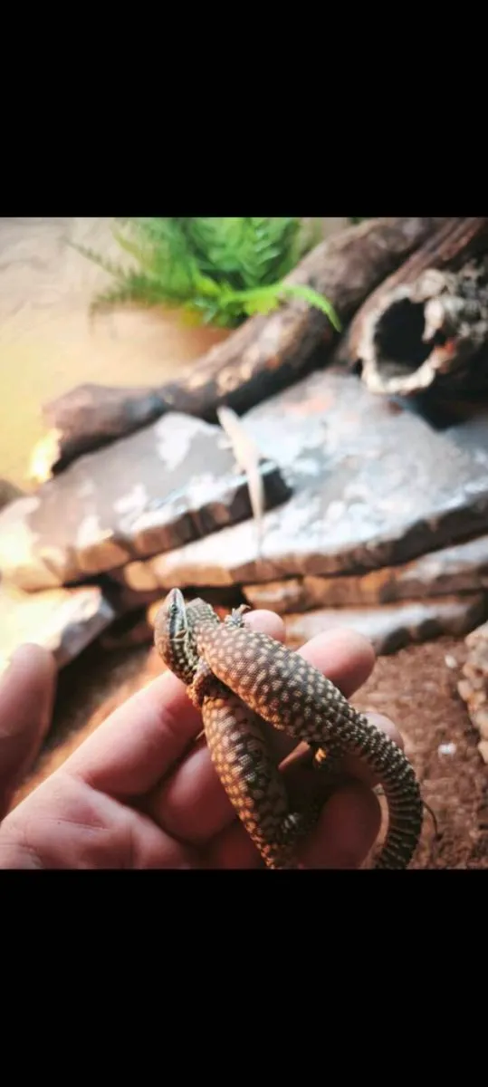 Baby high yellow ackie monitors - Image 1