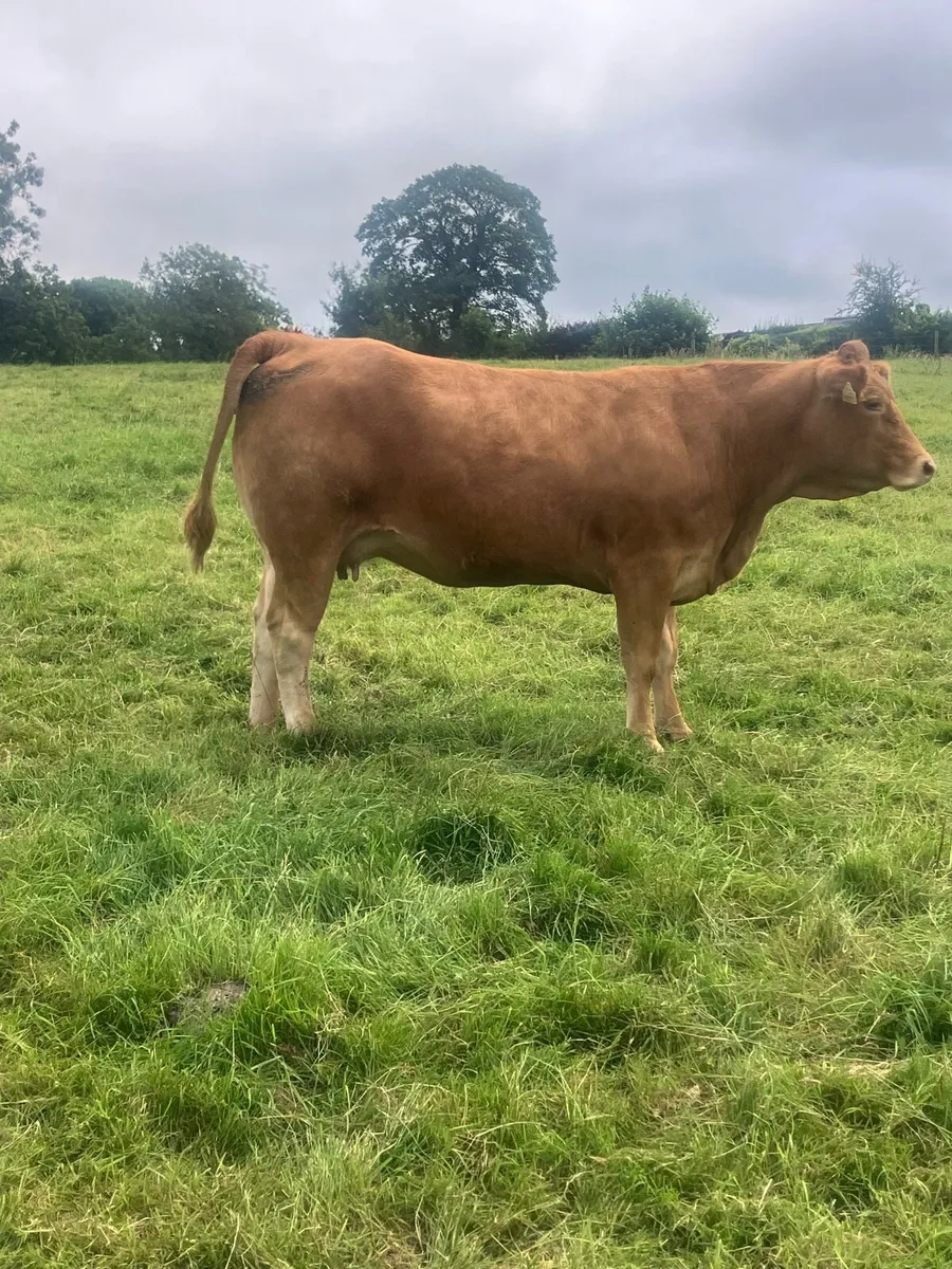 Incalf Heifers for sale - Image 2