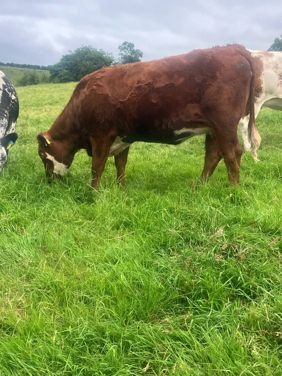 Incalf Heifers for sale - Image 3