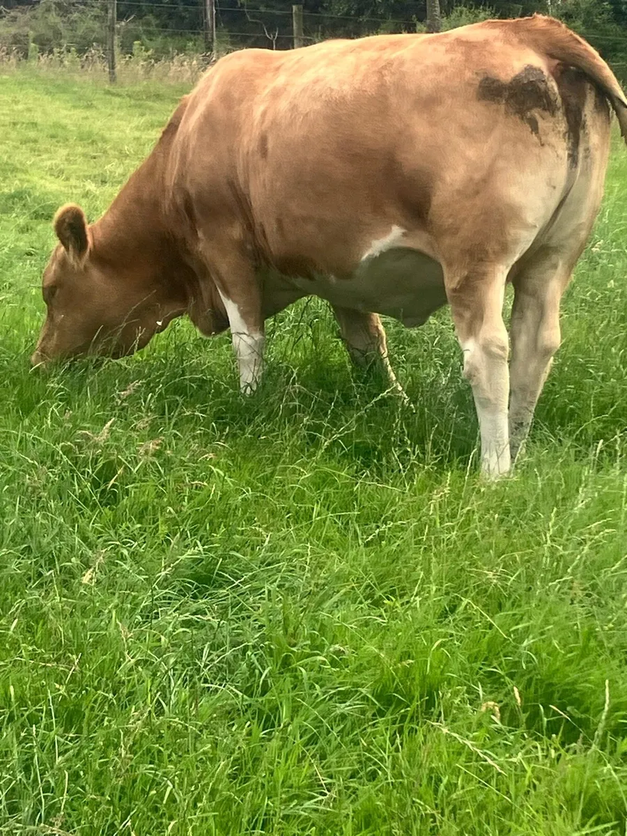 Incalf Heifers for sale - Image 4