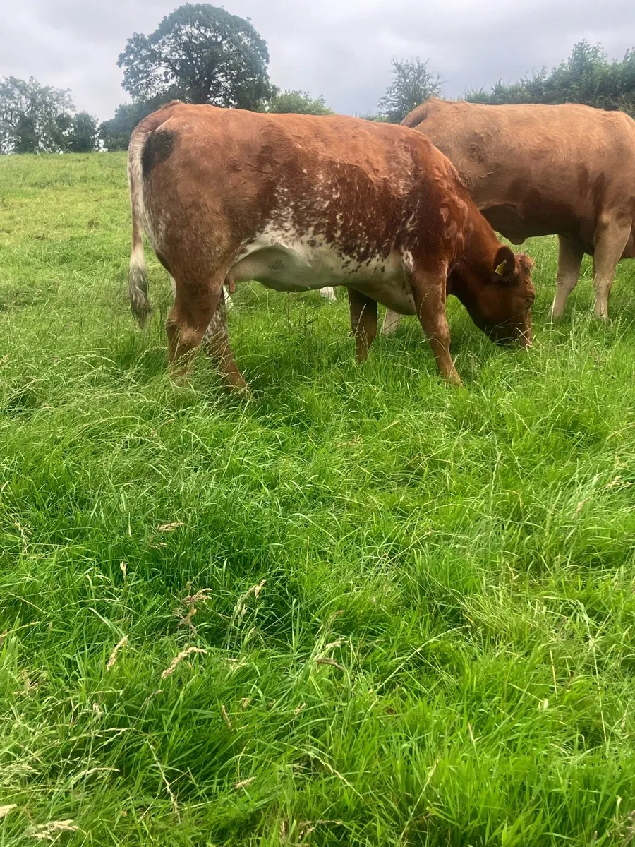 Incalf Heifers for sale - Image 1