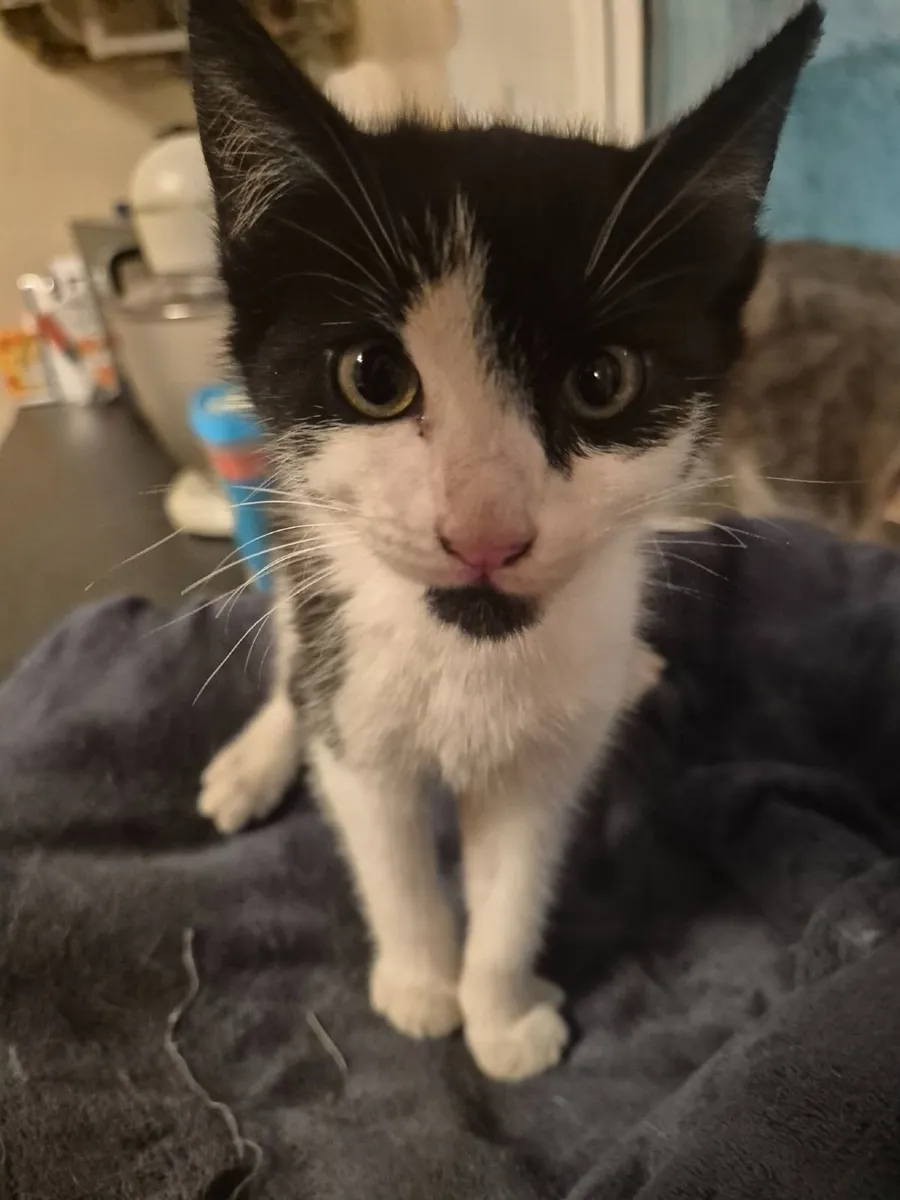Kitten - Image 4