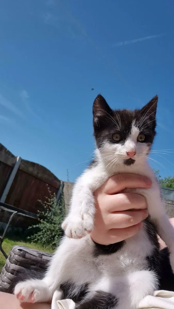 Kitten - Image 1