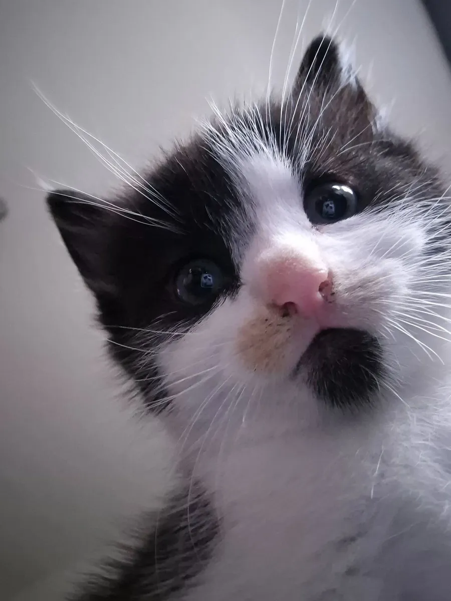Kitten - Image 2